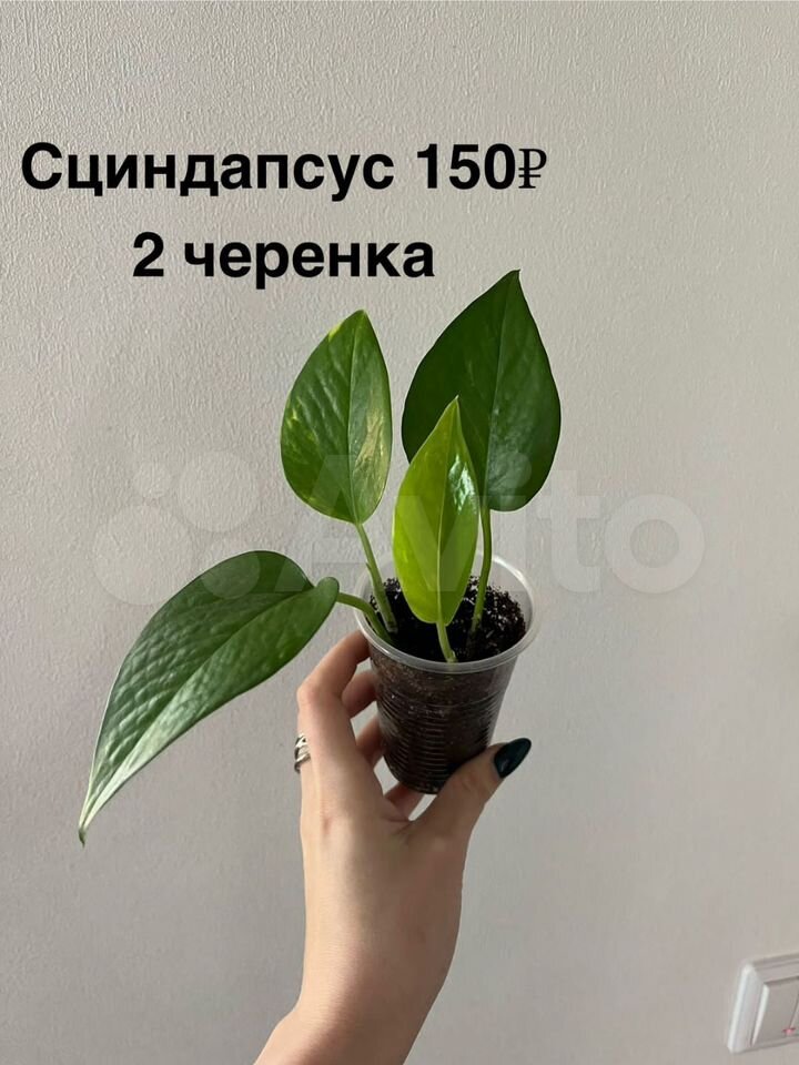 Фото 3