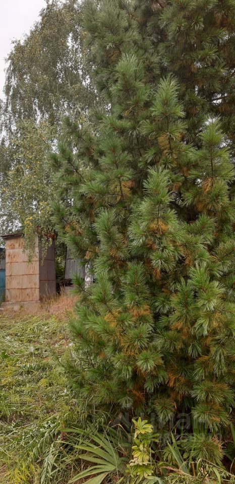 Участок 8 сот., Скобелево — фото 3