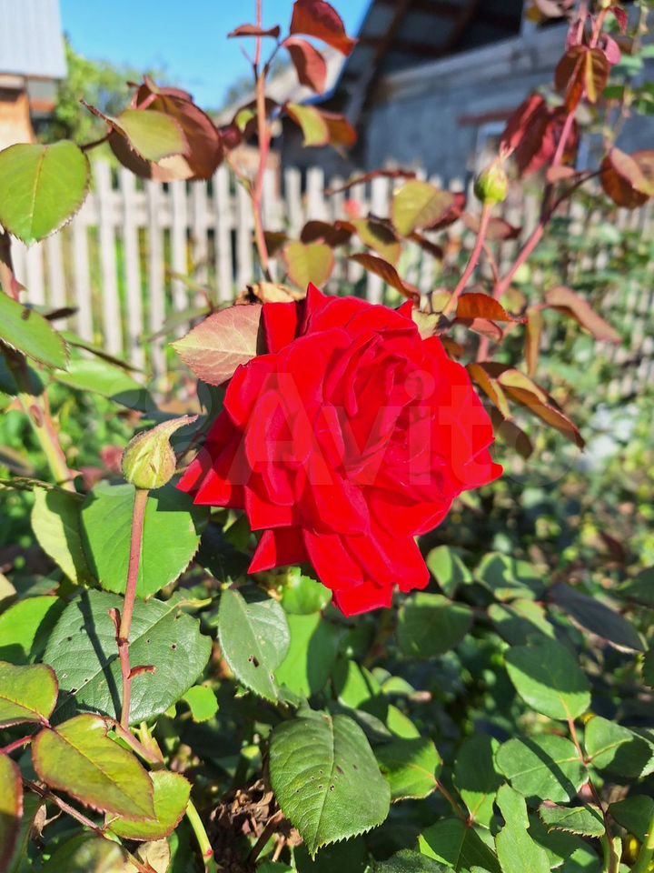 Фото 4
