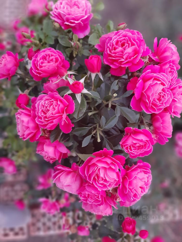 Фото 4